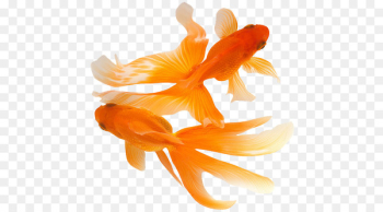 Koi Comet Ryukin Fish Aquarium - fish Koi Comet Ryukin Fish Aquarium - fish