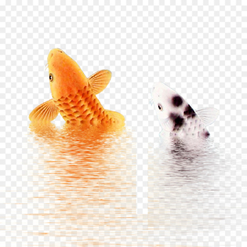 Koi Download Wallpaper - Fish Koi Download Wallpaper - Fish
