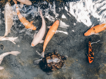 Koi Fish And Turtle Koi Fish And Turtle