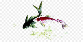 Koi Fish Carp Ink - Pisces play Koi Fish Carp Ink - Pisces play