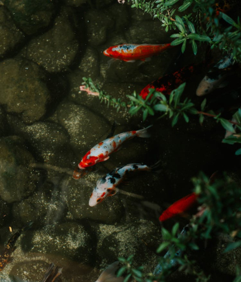 Koi Fish in Aquarium Koi Fish in Aquarium