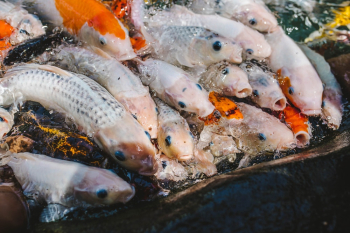 Koi Fish In Water Koi Fish In Water