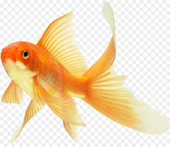 Koi Lionhead Common goldfish Ryukin Red Cap Oranda - fish Koi Lionhead Common goldfish Ryukin Red Cap Oranda - fish