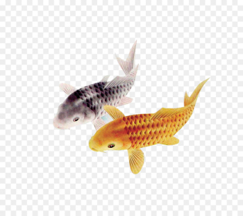 Koi pond Carassius auratus Fish - fish Koi pond Carassius auratus Fish - fish