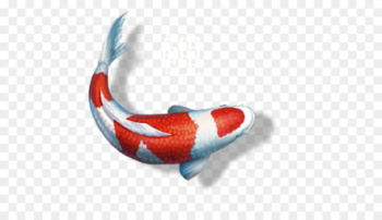 Koi pond Fish Water garden - fish Koi pond Fish Water garden - fish