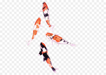 Koi Tropical fish Carp Drawing - fish Koi Tropical fish Carp Drawing - fish