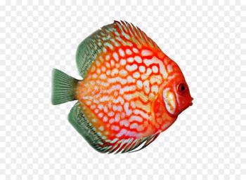 Koi Underwater World Qingdao （South Gate） Angelfish Goldfish Discus - Discus fish 