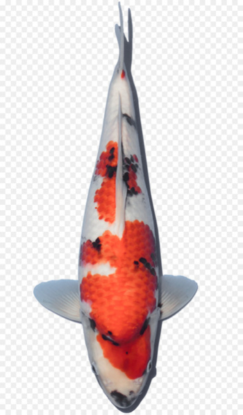 Koi YouTube Farm Our Harvest - koi fish Koi YouTube Farm Our Harvest - koi fish