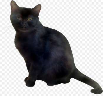 Korat Bombay cat European shorthair German Rex Burmese cat - Korat Bombay cat European shorthair German Rex Burmese cat -