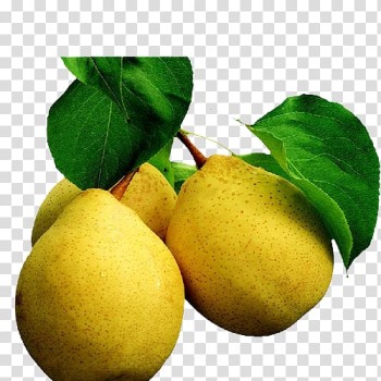 Korla Juice Pyrus xd7 bretschneideri Pyrus nivalis Rock candy, Branches pear transparent background PNG clipart