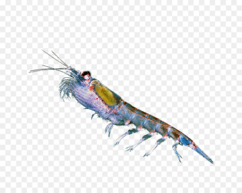 Krill oil Omega-3 fatty acids Caridea - others Krill oil Omega-3 fatty acids Caridea - others