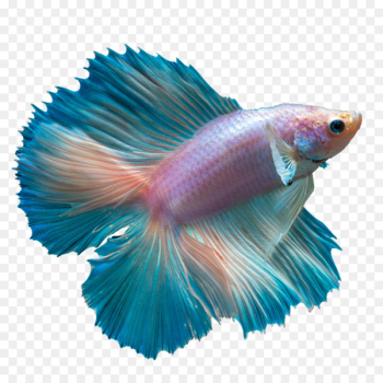 Ku014dhaku Butterfly Koi Siamese fighting fish Goldfish - Betta PNG Clipart 