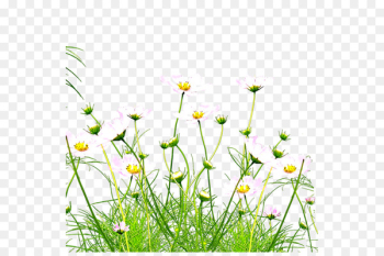 Kunshan Wildflower - Jungle Wildflowers 