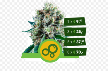 Kush Autoflowering cannabis Cannabis ruderalis Seed - Cannabis Cultivation 