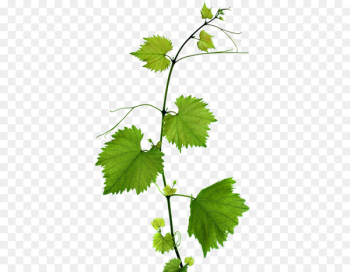 Kyoho Grape leaves Leaf Branch - Green Grape Leaves Kyoho Grape leaves Leaf Branch - Green Grape Leaves
