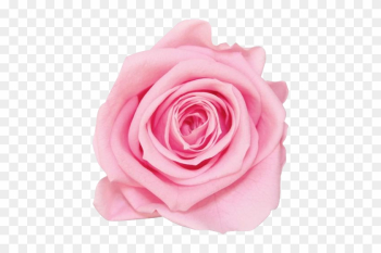 La Fabuleuse With 25 Eternal Roses - Rose La Fabuleuse With 25 Eternal Roses - Rose