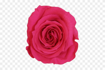 La Fabuleuse With 25 Eternal Roses - Rose La Fabuleuse With 25 Eternal Roses - Rose