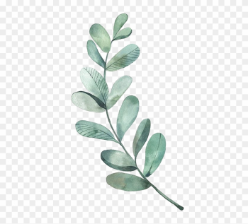 La Hoja De Dibujo Acuarela, Ilustración - Eucalyptus Leaves Clip Art