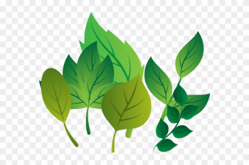 La Hoja De La Planta Madre De La Rama - Leaf La Hoja De La Planta Madre De La Rama - Leaf