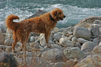 Labrador Dog Near Yhe Ocean Labrador Dog Near Yhe Ocean