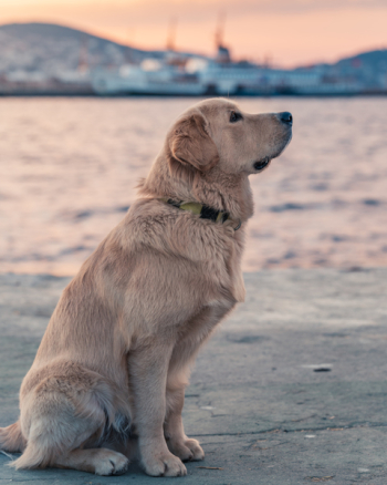 Labrador Retrieve Near Body Of Water Labrador Retrieve Near Body Of Water