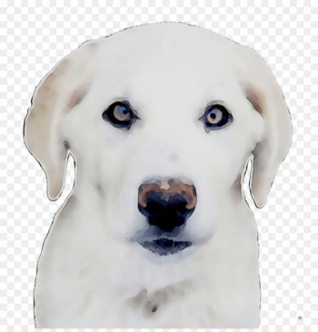 Labrador Retriever Akbash Puppy Dog breed Companion dog - Labrador Retriever Akbash Puppy Dog breed Companion dog -
