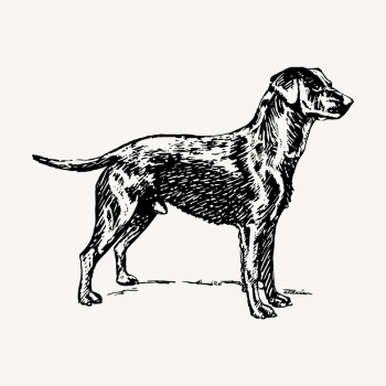 Labrador retriever dog drawing, hand | Free Vector - rawpixel