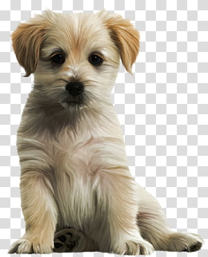 Labrador Retriever Golden Retriever Maltese dog Morkie Dalmatian ...