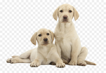 Labrador Retriever Golden Retriever Siberian Husky Alaskan Malamute Puppy - Two Labrador 