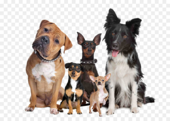 Labrador Retriever Puppy Cat Dog breed Dog type - A group of pet dogs 