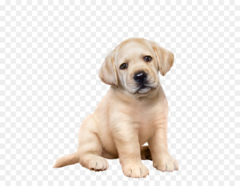 Labrador Retriever Puppy Golden Retriever American Pit Bull Terrier Dog breed - puppy 