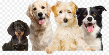 Labrador Retriever Puppy Pet Dog grooming Dog Food - dogs Labrador Retriever Puppy Pet Dog grooming Dog Food - dogs