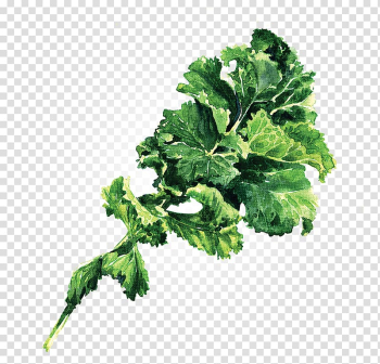 Lacinato kale Leaf vegetable , cabbage transparent background PNG clipart Lacinato kale Leaf vegetable , cabbage transparent background PNG clipart