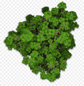 Lacinato kale Sweet chestnut Leaf vegetable Plant - tree top view 