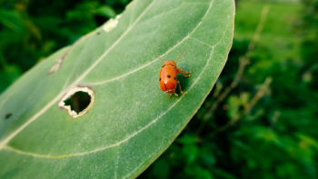 Lady Bug Lady Bug