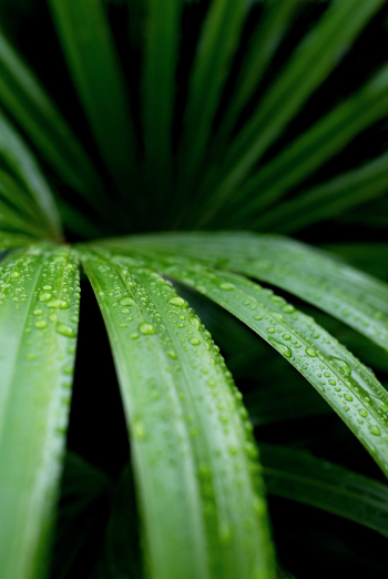 Lady palm or Rhapis palm, Rhapis excelsa. Rain droplets on the frond of a Lady palm. Cairns, Australia.