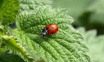 Ladybug Insect Ladybug Insect