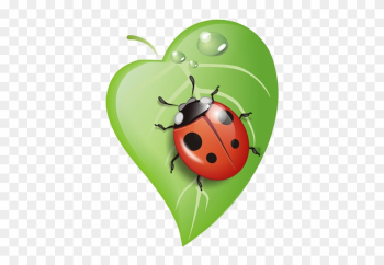 Ladybug On Leaf - Lady Bug Clipart Ladybug On Leaf - Lady Bug Clipart