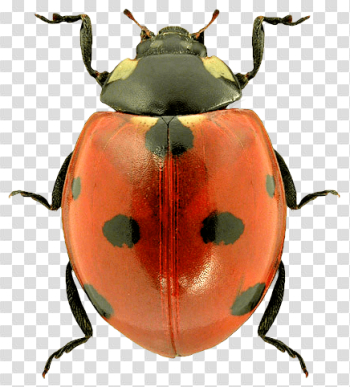 Ladybug Png Image