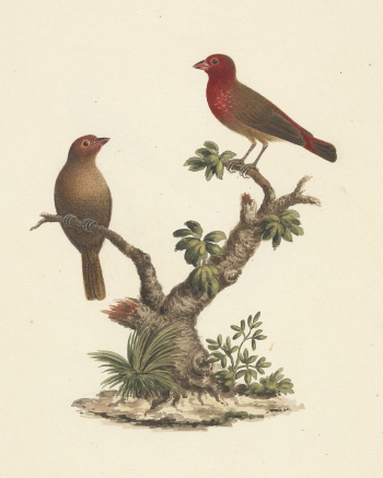 Lagonosticta senegala (Red-billed Firefinch) by Luigi | Free Photo - rawpixel Lagonosticta senegala (Red-billed Firefinch) by Luigi | Free Photo - rawpixel