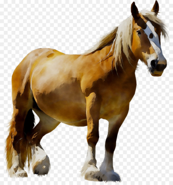 LAGOS ZOO Mustang Pony Animal - LAGOS ZOO Mustang Pony Animal -