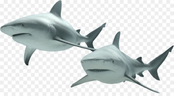 Lamniformes Fish Hammerhead shark Great white shark Chondrichthyes - sharks 