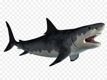 Lamniformes Great white shark Fish Clip art - sharks 