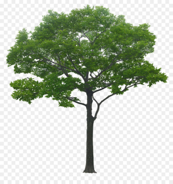 Landscape architecture Landscape architecture Urban planning - Luxuriant trees 