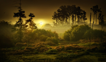 Landscape Photo of Forest