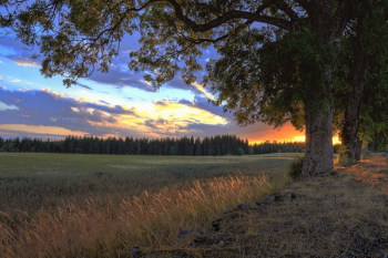 Landscape Photograph of Grass Field Landscape Photograph of Grass Field