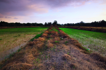 Landscape Photography of Grass Field Landscape Photography of Grass Field