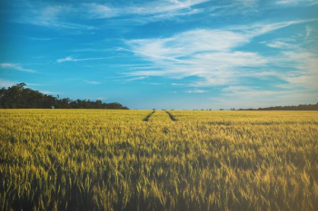 landscape photography of grass field landscape photography of grass field