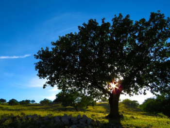 landscape photography of grass lawn with tree landscape photography of grass lawn with tree