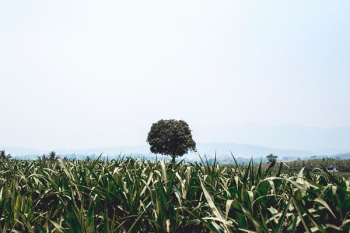 landscape photography of green grass landscape photography of green grass